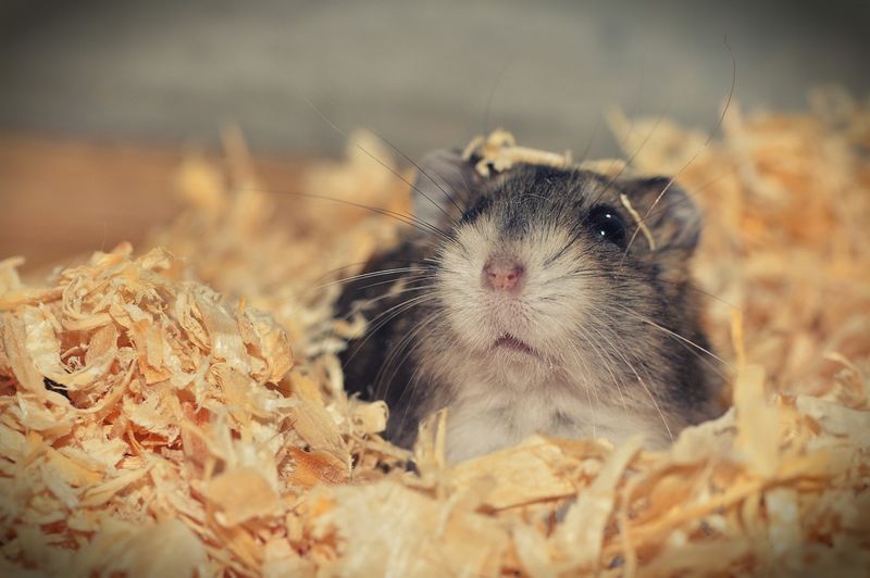Rat Hamster Quel Rongeur Adopter