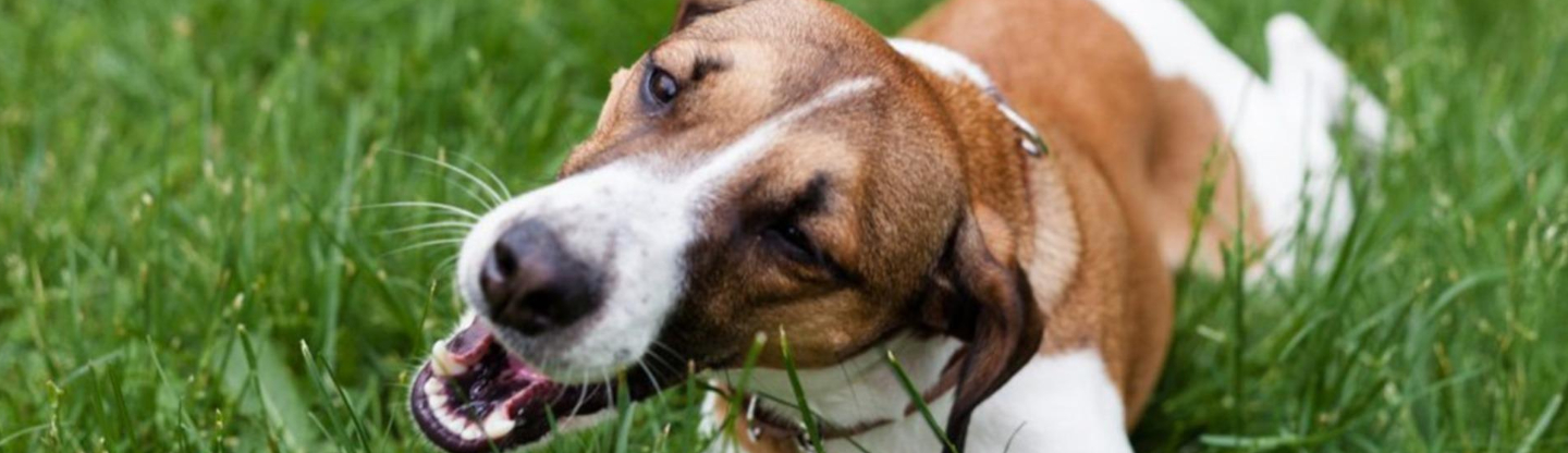 Pour quelles raisons mon chien mange-t-il de l'herbe ?