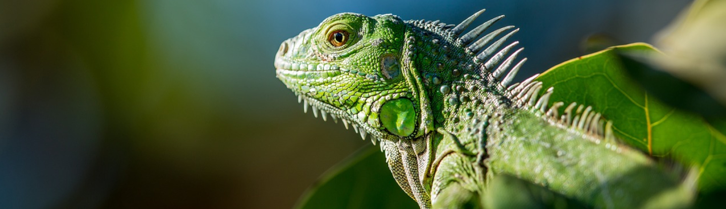 Entretien et nettoyage du terrarium : tout ce que vous devez savoir