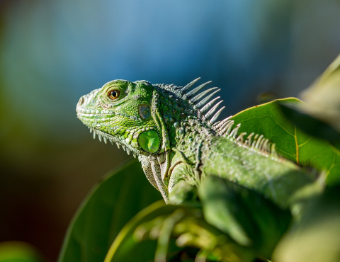 Entretien et nettoyage du terrarium : tout ce que vous devez savoir