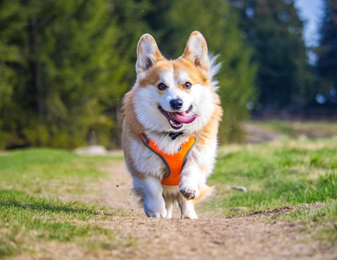 Quelle taille de harnais ou de collier pour mon chien ?