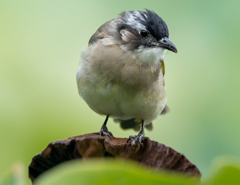 Faut-il nourrir les oiseaux en été ?