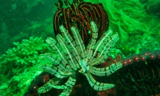Comment entretenir ses plantes aquatiques ?