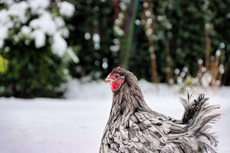 6 aliments indispensables pour nourrir poules hiver