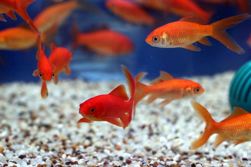 Quel aquarium choisir pour des poissons d'eau douce ? 