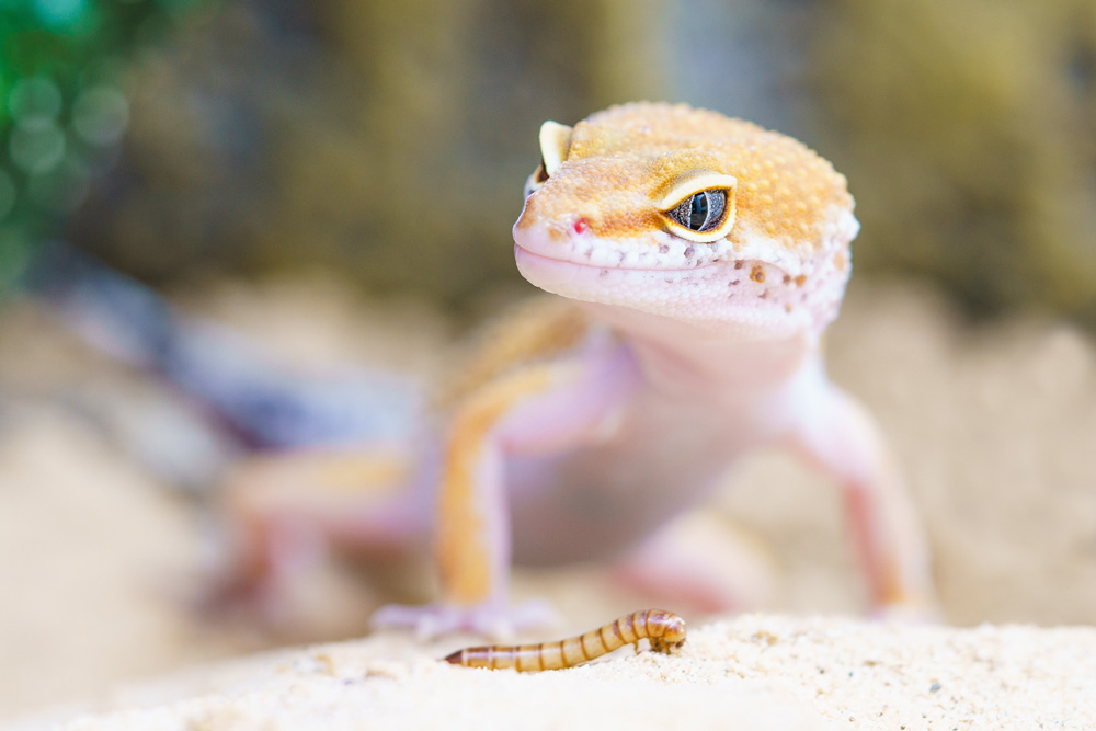 Débuter en terrariophilie avec un gecko