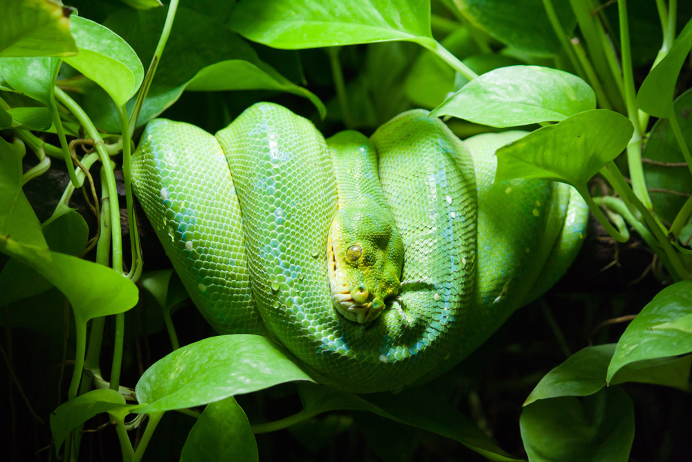 Débuter en terrariophilie avec un serpent