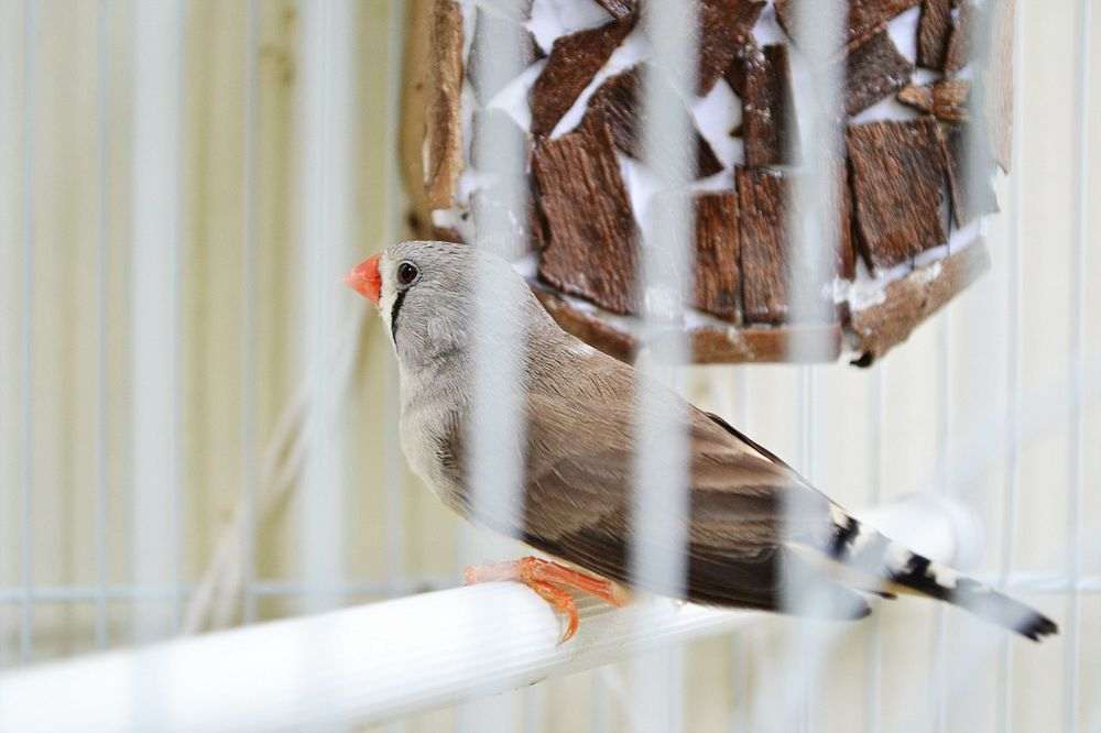 Comment nettoyer les cages de vos oiseaux et volières ? - Animal Valley