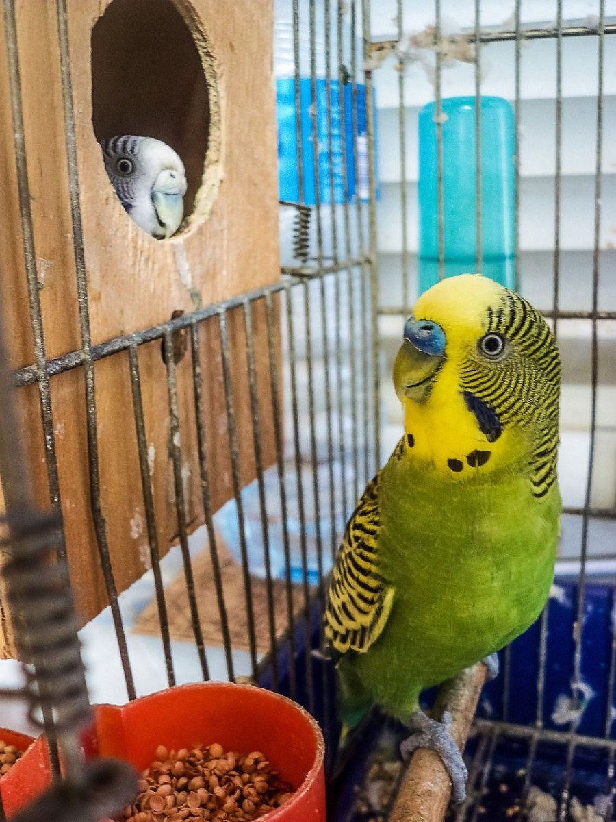 Comment nettoyer les cages de vos oiseaux et volières ? - Animal Valley