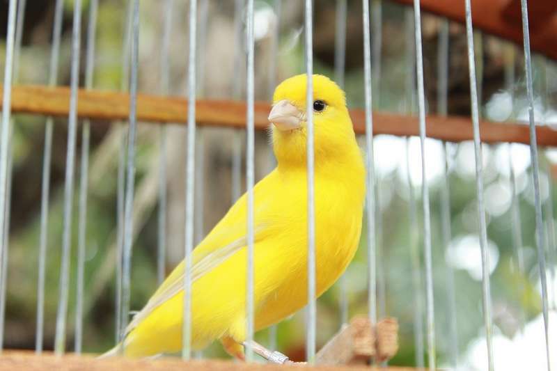 musician Plumber unrelated Cage à oiseaux : nos critères pour bien la choisir