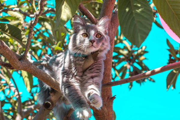 Un chat dans un arbre