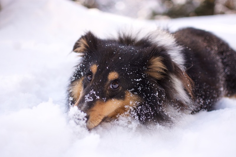 votre chien a t-il froid en hiver ?