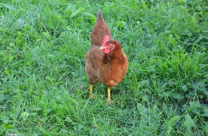 Poule rousses : une excellente poule pondeuse pour mon jardin