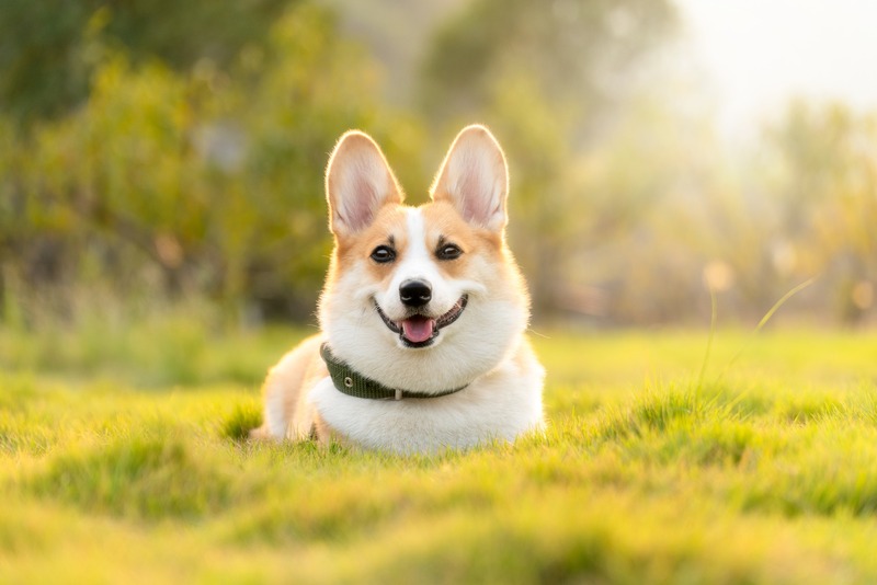 comment reconnaitre chien heureux