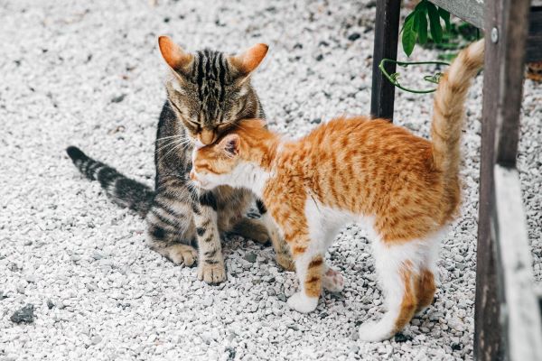 deux chatons se faisant un calin