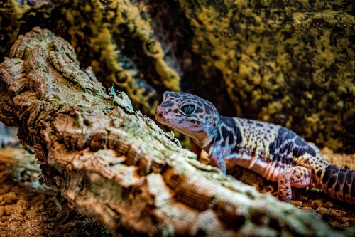 gecko leopard reptile attachant