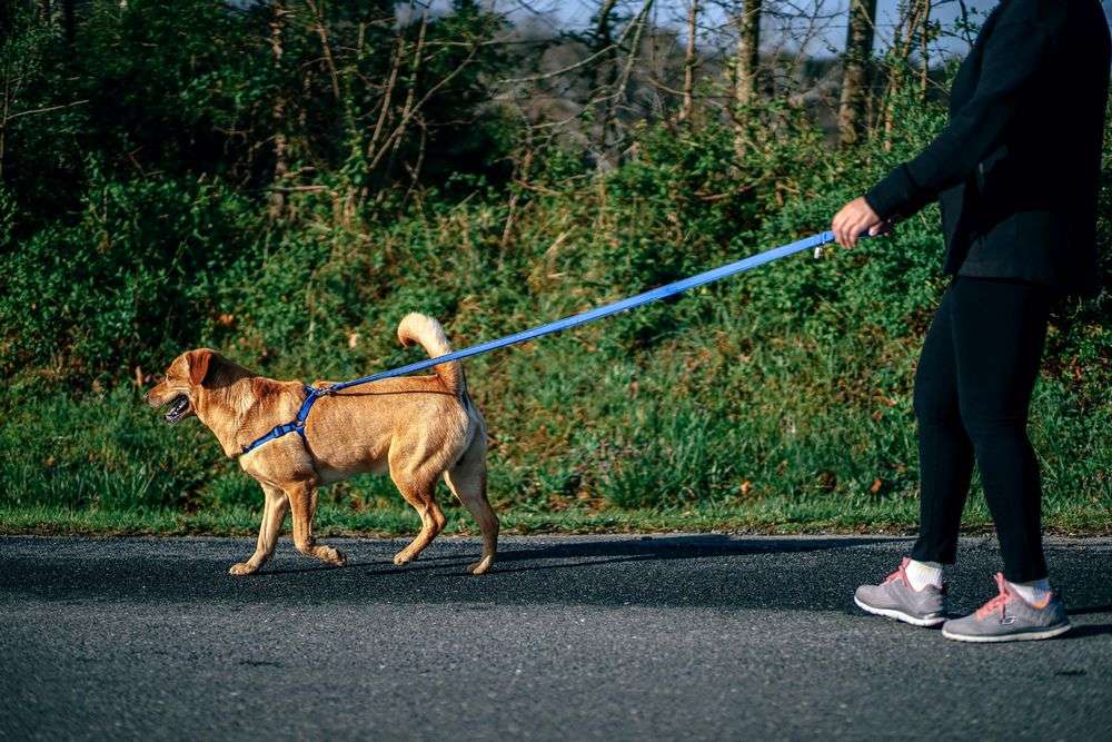 Canicross : laisse, harnais et ceinture pour chien