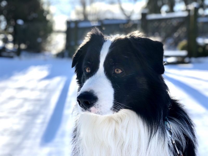 chien protégé du froid hivernal