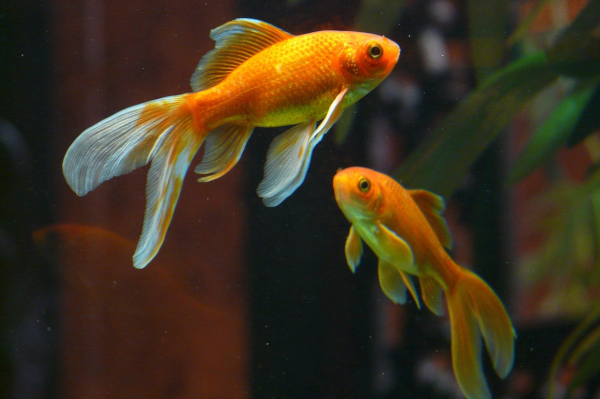 Une paire de poissons rouges