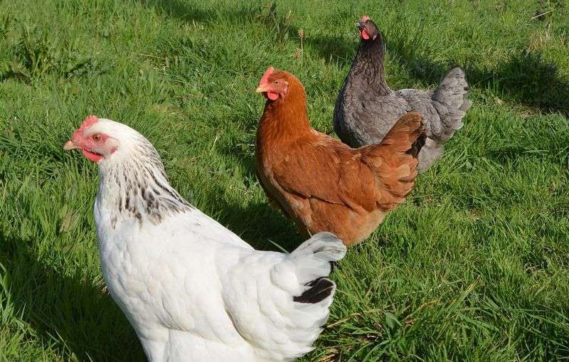 Poules : comment choisir les races de ses poules pour son poulailler