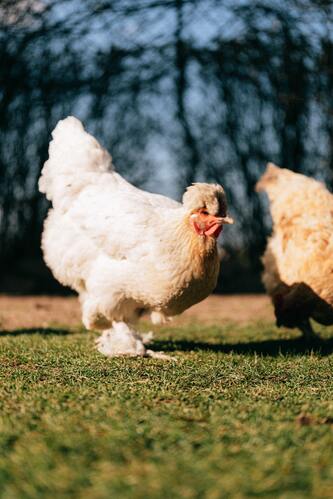 pourquoi adopter poules ornement