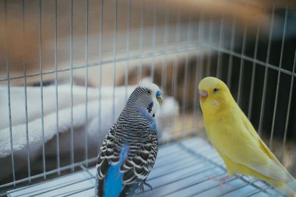 prix moyen cage à oiseaux