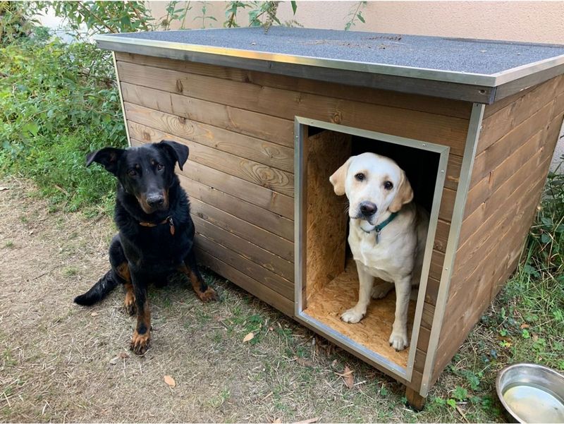 Comment construire et installer un chenil pour ses chiens ?