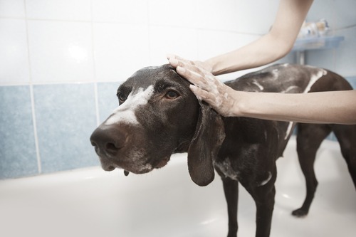 shampoing chien