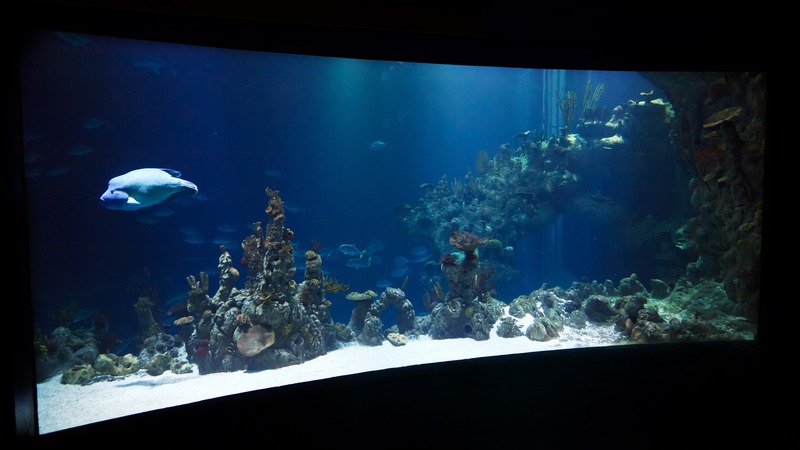 Bateau décoration pour aquarium : 26 cm de long. Pour eau douce