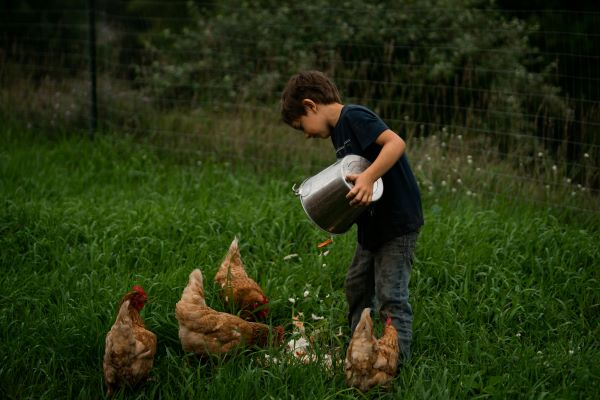 Un petit garçon qui nourrit ses poules