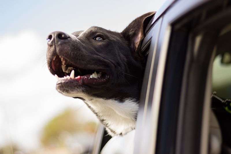 Comment transporter en toute sécurité son chien en voiture, en train ou en avion